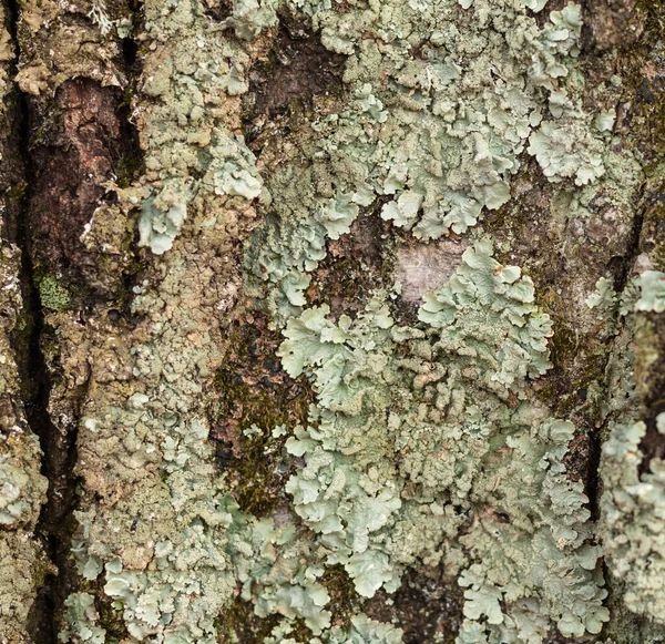 Blåfärgad Lavar Gammalt Träd Parasitisk Växt — Stockfoto