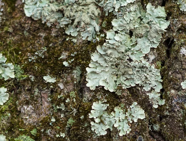 Lichen Couleur Bleue Sur Vieil Arbre Plante Parasite — Photo