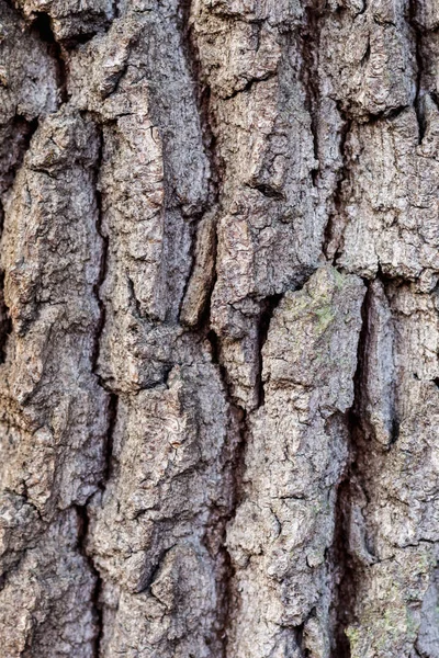 떡갈나무 껍질을 — 스톡 사진