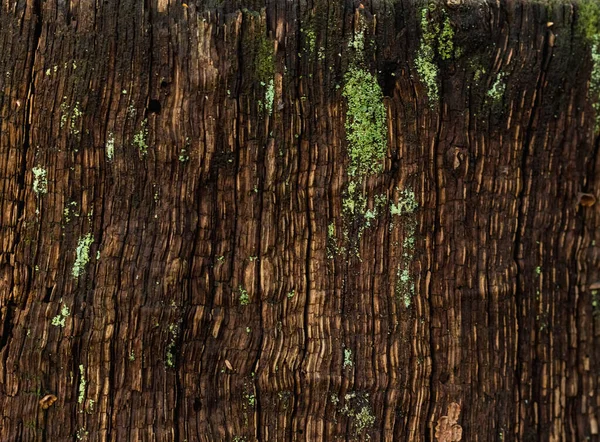 Moss Stump Old Oak Close — Stock Photo, Image