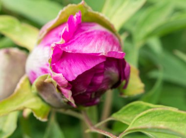 Narin pembe şakayıklar, yakın plan.