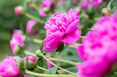 Narin pembe şakayıklar, yakın plan.