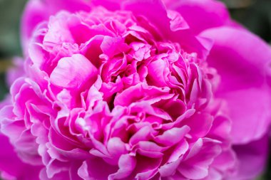 Narin pembe şakayıklar, yakın plan.