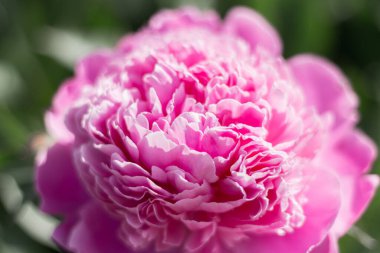 Narin pembe şakayıklar, yakın plan.