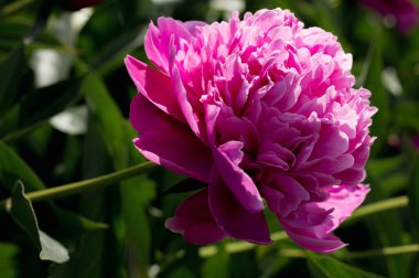 Narin pembe şakayıklar, yakın plan.