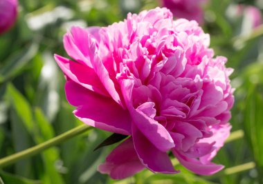 Narin pembe şakayıklar, yakın plan.