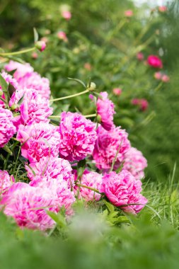 Narin pembe şakayıklar, yakın plan.