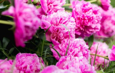 Narin pembe şakayıklar, yakın plan.