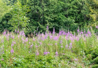Dağdaki bir çayırda ateş otu çiçekleri