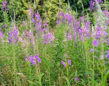 Dağdaki bir çayırda ateş otu çiçekleri