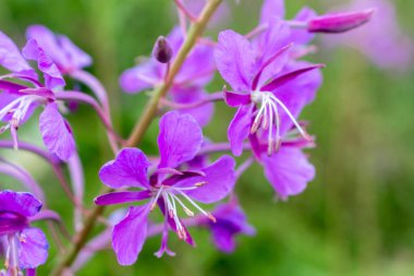 Dağdaki bir çayırda ateş otu çiçekleri