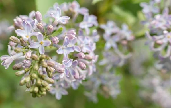 stock image purple lilac flowers , close up , garden plan