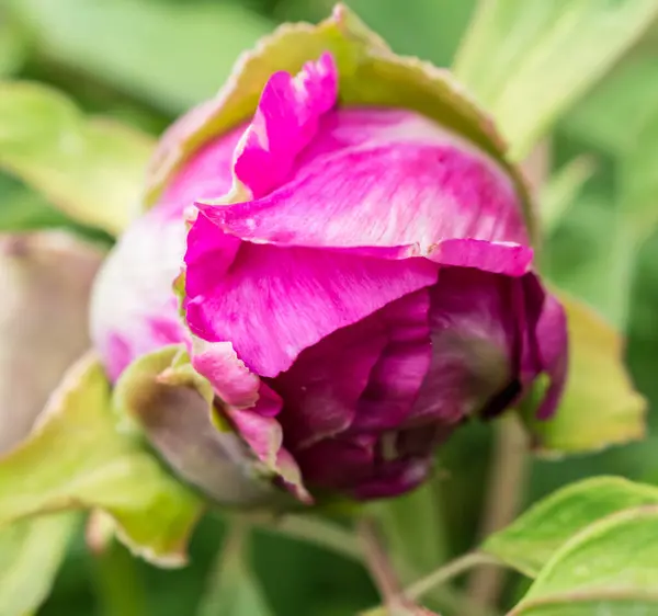 Virágzó Bazsarózsa Finom Rózsaszín Színű Közelkép — Stock Fotó