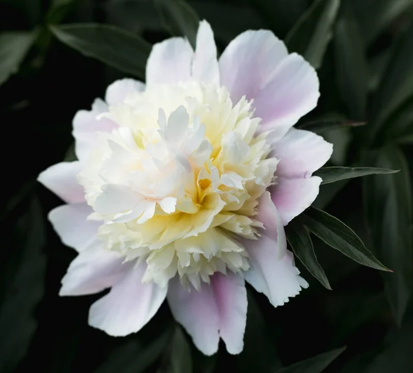 夏の花でバニラライラック牡丹のクローズアップは — ストック写真