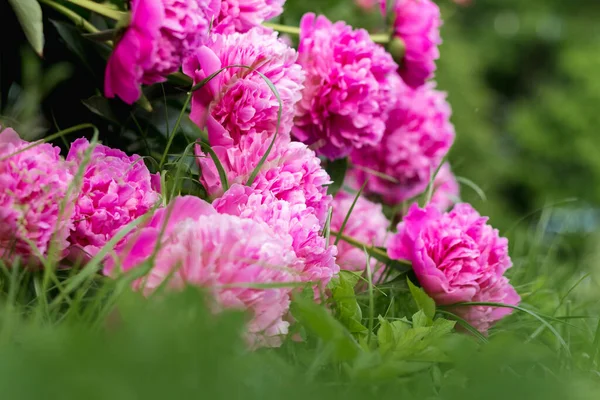 blooming peonies of delicate pink color, close-up