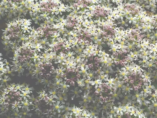 Фон Дрібних Білих Квітів Туману — стокове фото