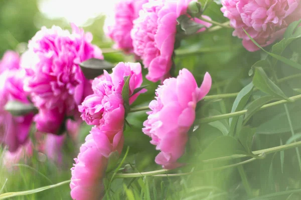 blooming peonies of delicate pink color, close-up