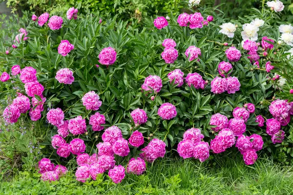Blooming Peonies Delicate Pink Color Close Stock Image