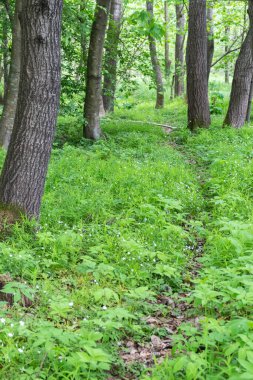 Ormandaki yeşillikler arasında yol, yaz tatili