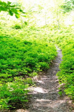 Ormandaki yeşillikler arasında yol, yaz tatili