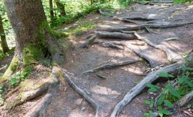 Kayın kökleri Karpatlar 'daki patikada.