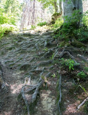 Kayın kökleri Karpatlar 'daki patikada.