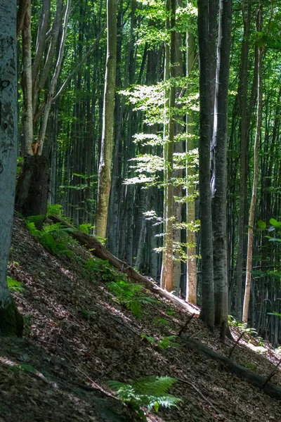 Karpatlar 'daki kayın ormanı, yaz manzarası.