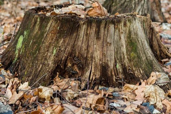 Old Oak Stump Autumn Fores — Stock Photo, Image