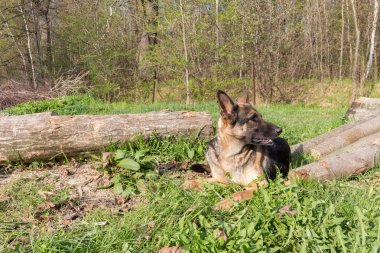 Köpek çobanı avluda bir düzlükte yatıyor.