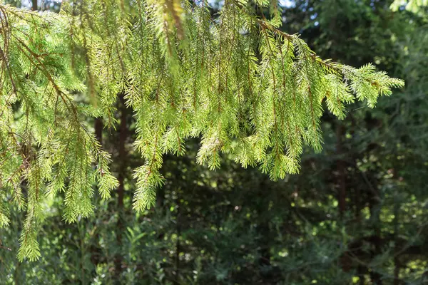 Spruce Dalları Karpat Kolları — Stok fotoğraf