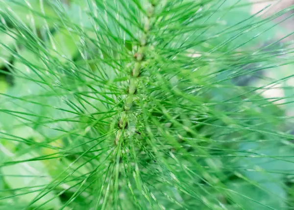 Stängel Der Schachtelhalmpflanze Aus Nächster Nähe Wilde Vegetation — Stockfoto