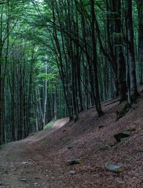 Karpatlar 'daki kayın ormanı, yaz manzarası.