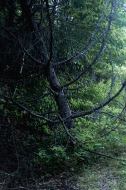 Ormanda kurumuş ladin ağacı, yaz mevsimi