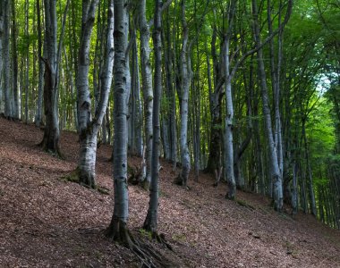 Karpatlar 'daki kayın ormanı, yaz manzarası.