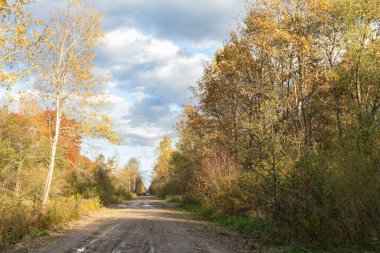Sonbahar ormanlarında toprak yol, güneşli bir gün.