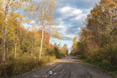 Sonbahar ormanlarında toprak yol, güneşli bir gün.