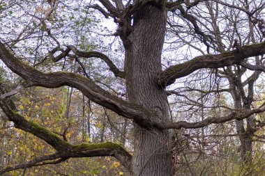 Sonbahar ormanı, renkli yapraklar, solmuş.