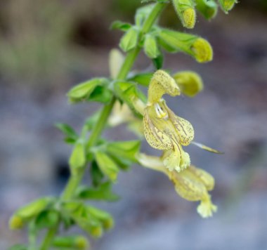 Vahşi sarı çiçek, Karpat bitkisi