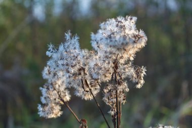 Kurumuş bir şamandırada beyaz tohumlar