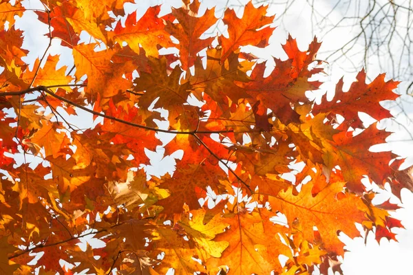 autumn red color of oak leaves, bright color