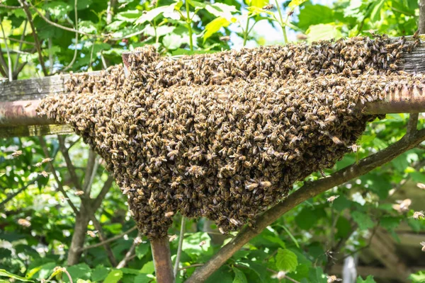 Накопление Пчелиного Роя Ветке Дерева Летняя Свормина — стоковое фото