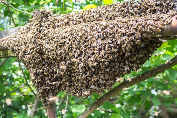 Nagromadzenie Rój Pszczoła Gałęzi Drzewa Letni Rój — Zdjęcie stockowe
