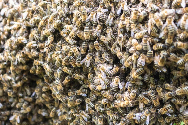Duża Koncentracja Pszczół Pracowniczych Roje — Zdjęcie stockowe