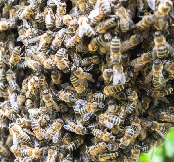 Велика Концентрація Робочих Бджіл Роїння — стокове фото