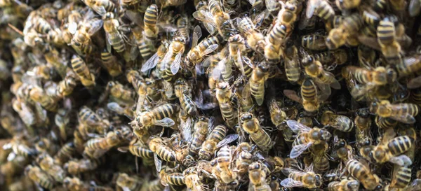 Велика Концентрація Робочих Бджіл Роїння — стокове фото