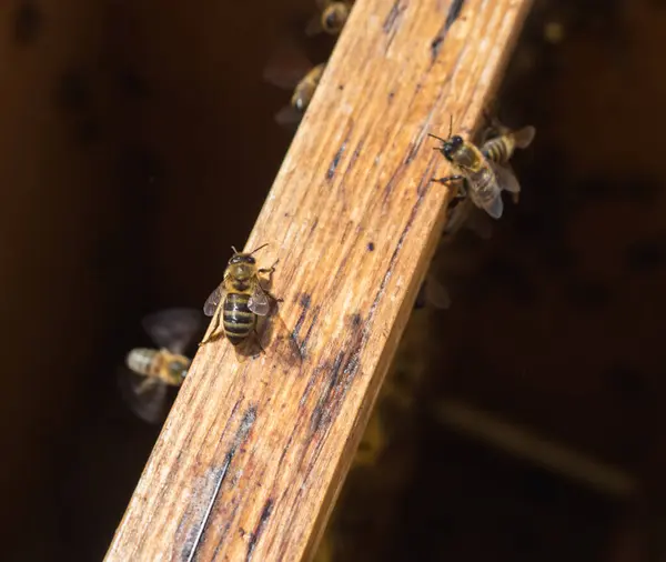 Pracownicze Pszczoły Ramie Oględziny Pszczeliska — Zdjęcie stockowe