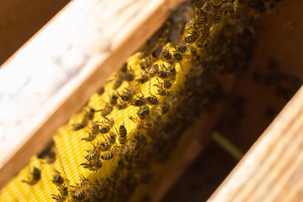 Dolgozó Méhek Egy Keretben Méhészet Vizsgálata — Stock Fotó