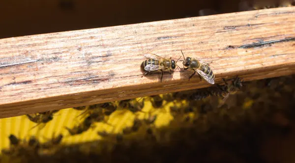 Робочі Бджоли Рамці Огляд Апріорного — стокове фото