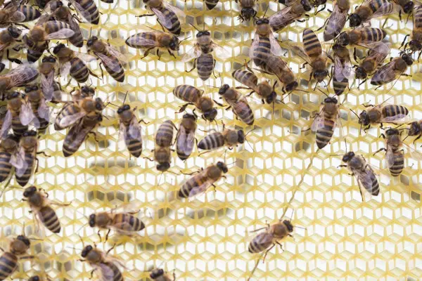 Рабочие Пчелы Раме Осмотр Пасеки — стоковое фото