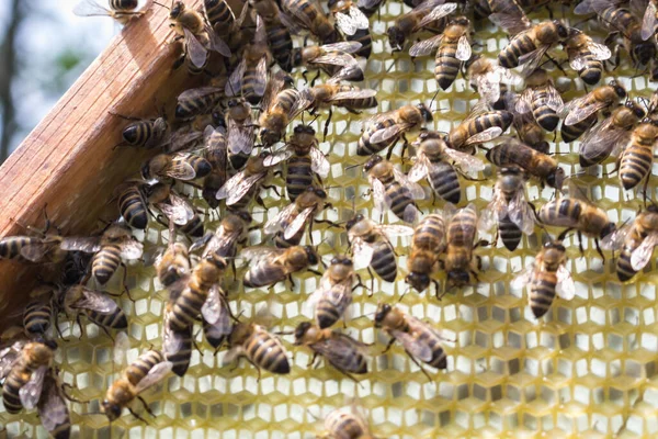 Pracownicze Pszczoły Ramie Oględziny Pszczeliska — Zdjęcie stockowe